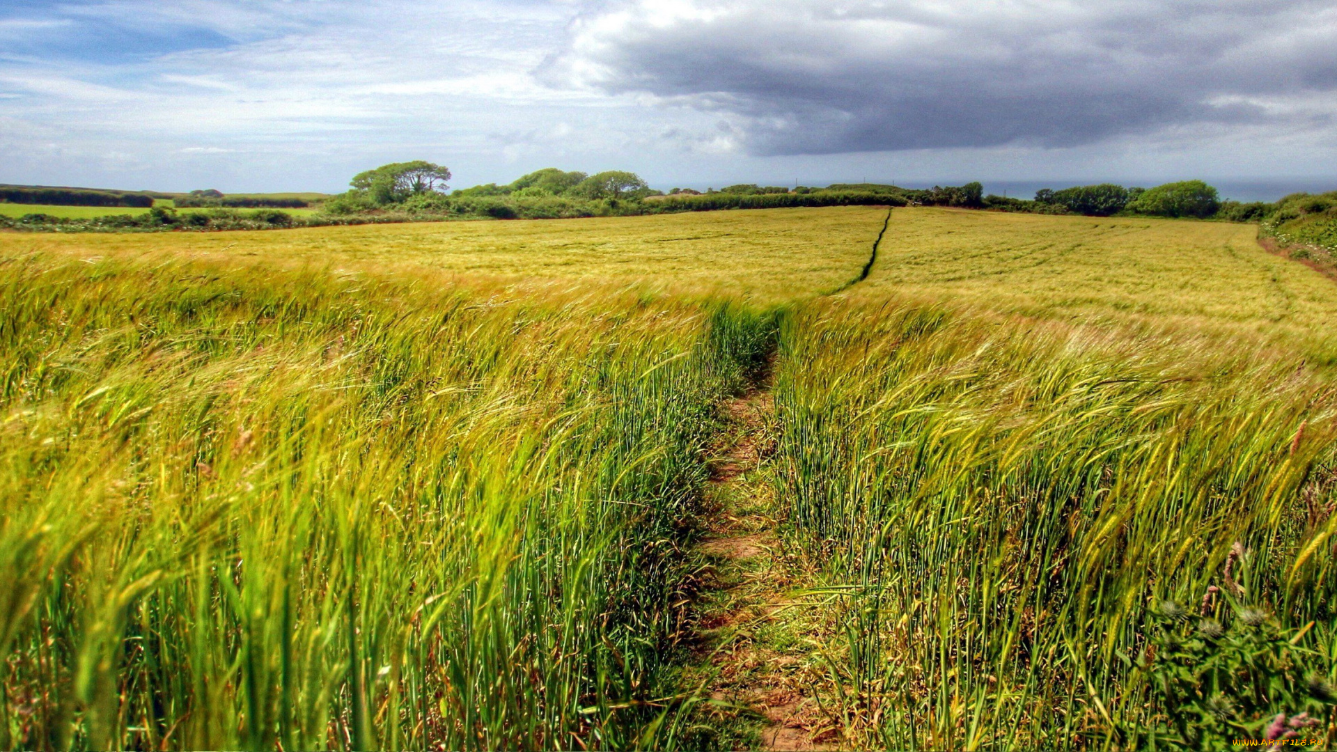 природа, поля, тропинка, поле, рожь