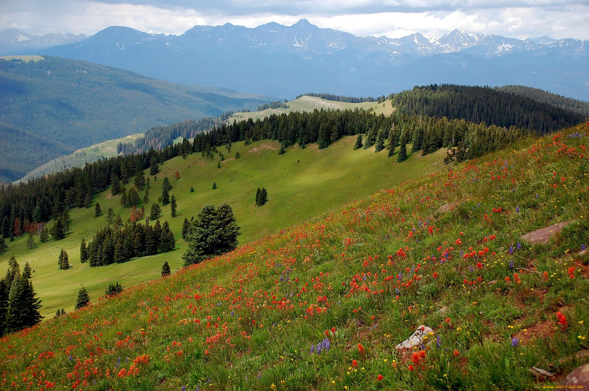 природа, луга, разнотравье, луг, лето