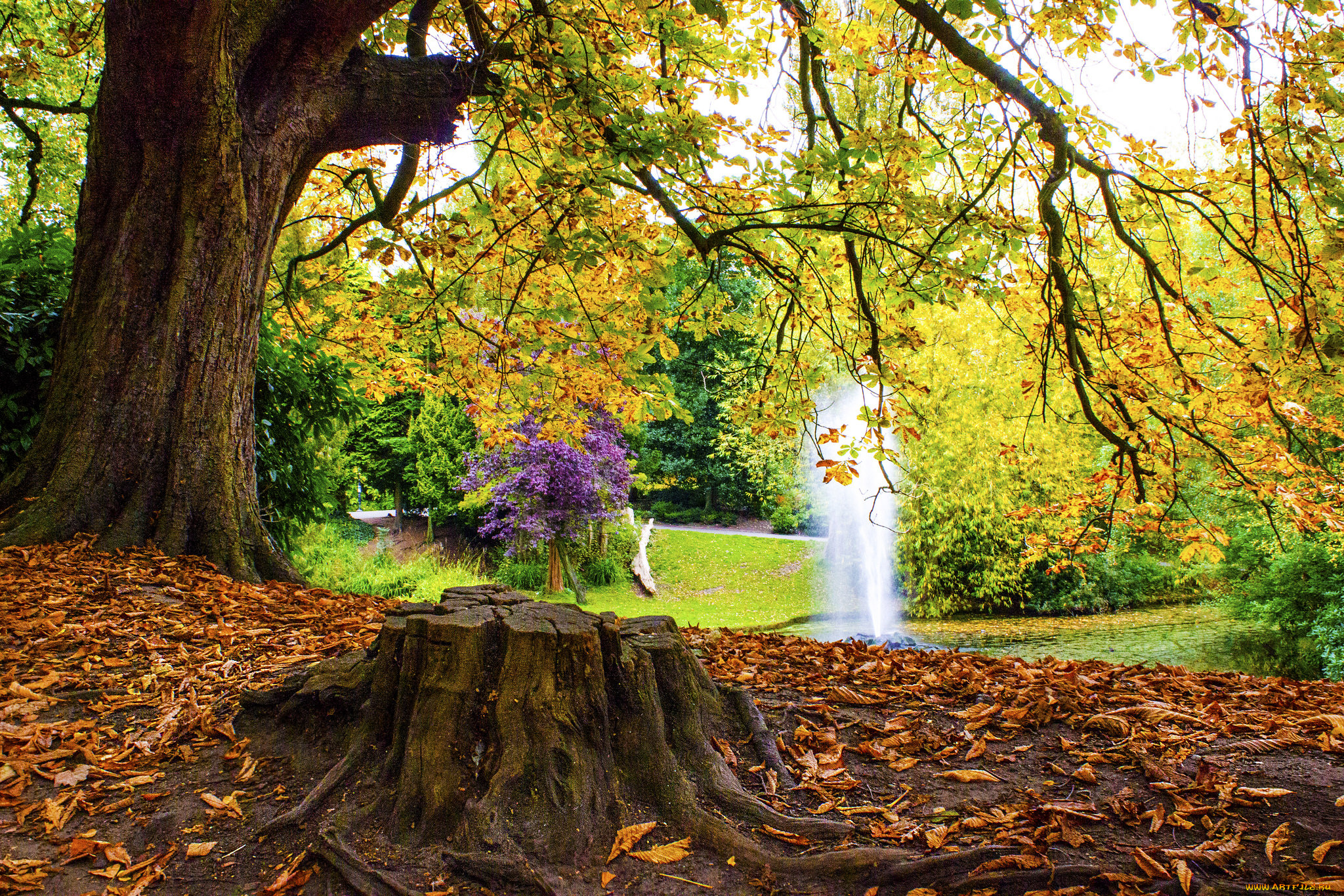 природа, лес, простор