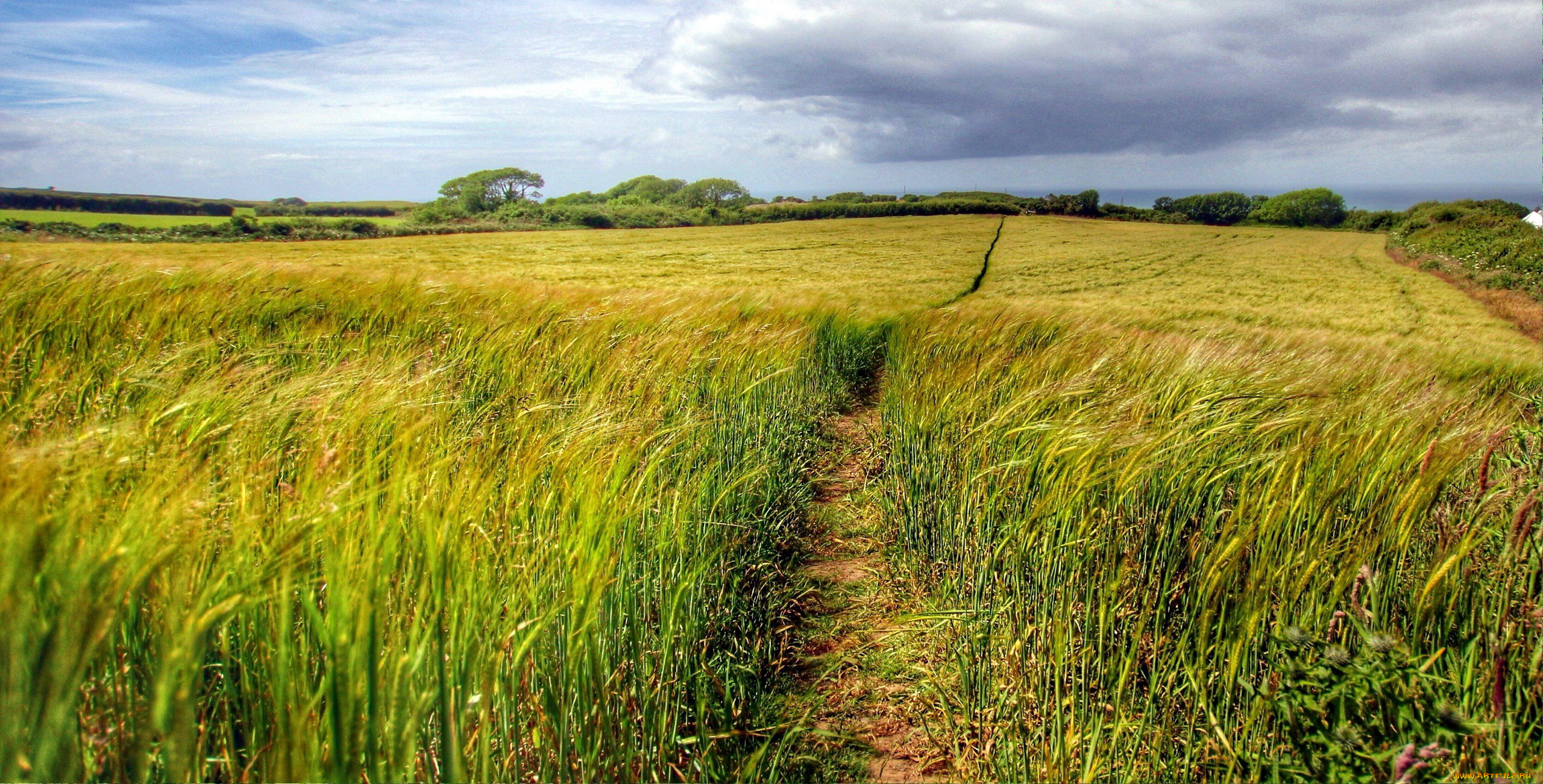 природа, поля, тропинка, поле, рожь