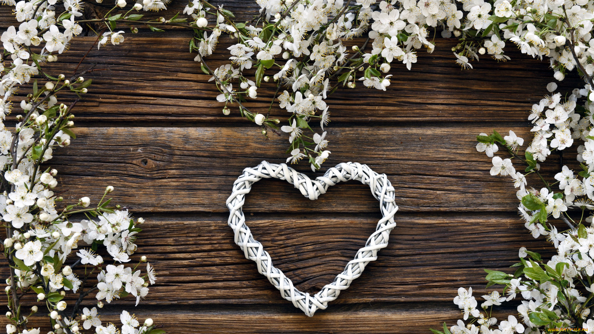 праздничные, день, святого, валентина, , сердечки, , любовь, цветущие, сердце, ветки