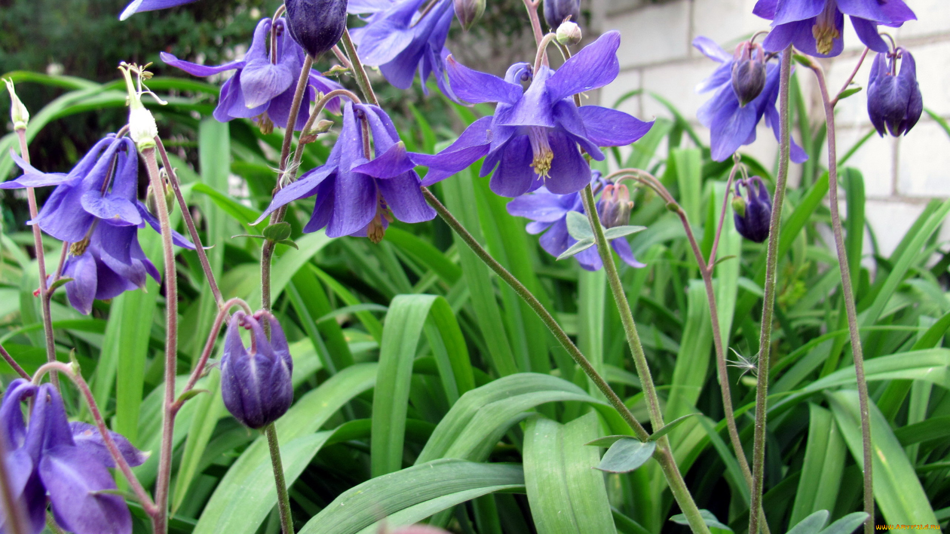 цветы, аквилегия, , водосбор, лиловая, аквилегия, макро