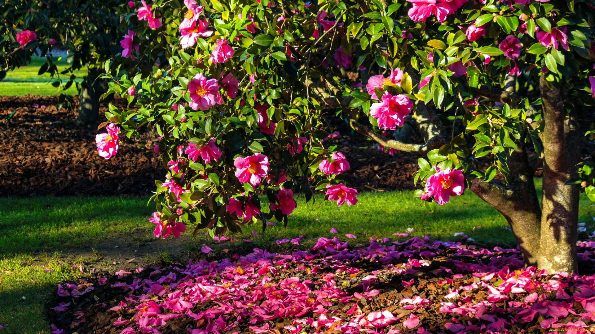 цветы, камелии, розовая, камелия, дерево, лепестки