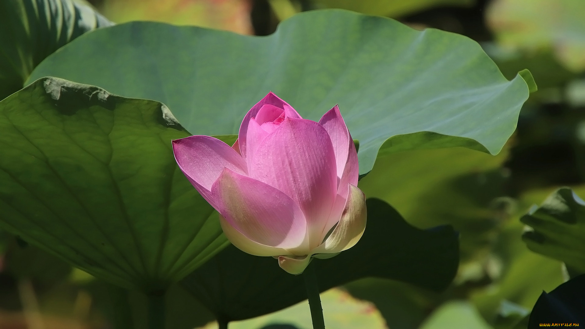 цветы, лотосы, розовый, лотос, бутон, листья