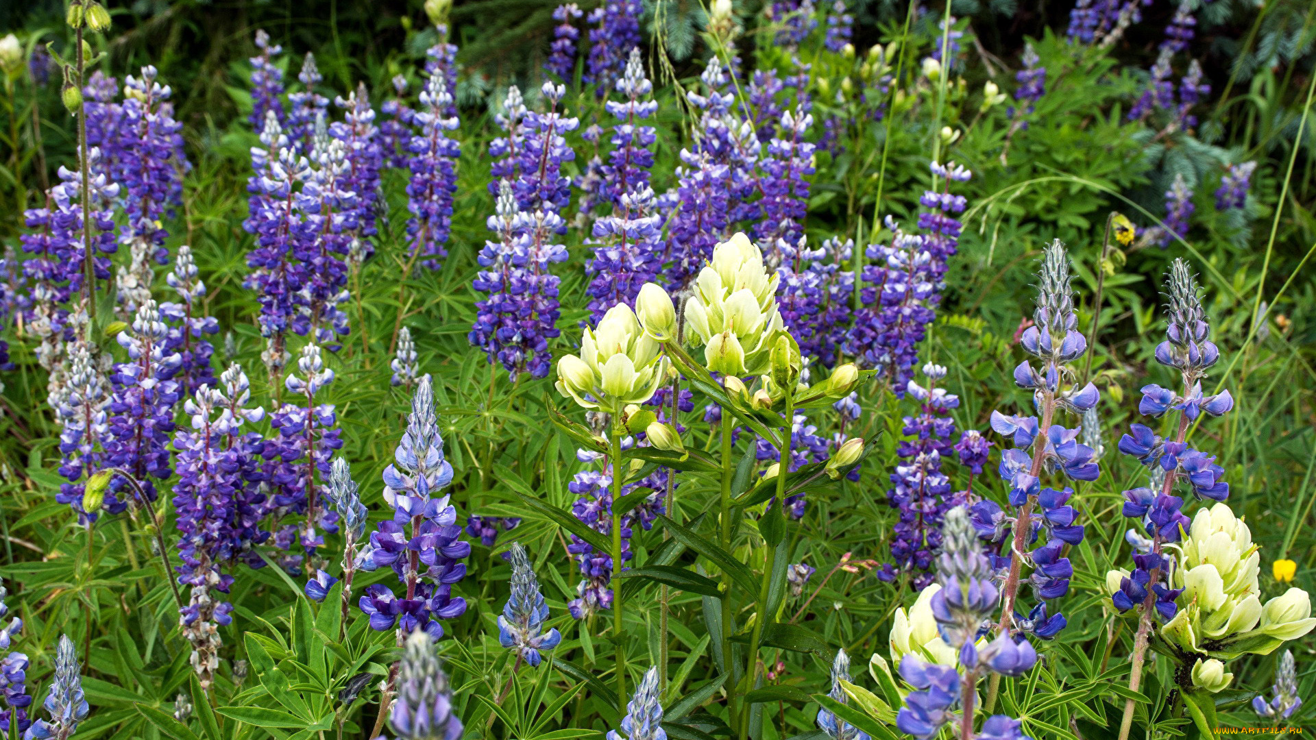 цветы, люпин, белый, лиловый