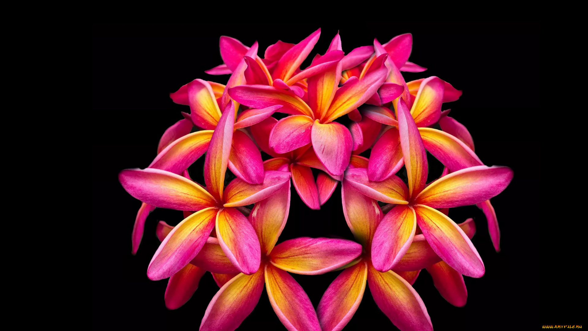 цветы, плюмерия, макро