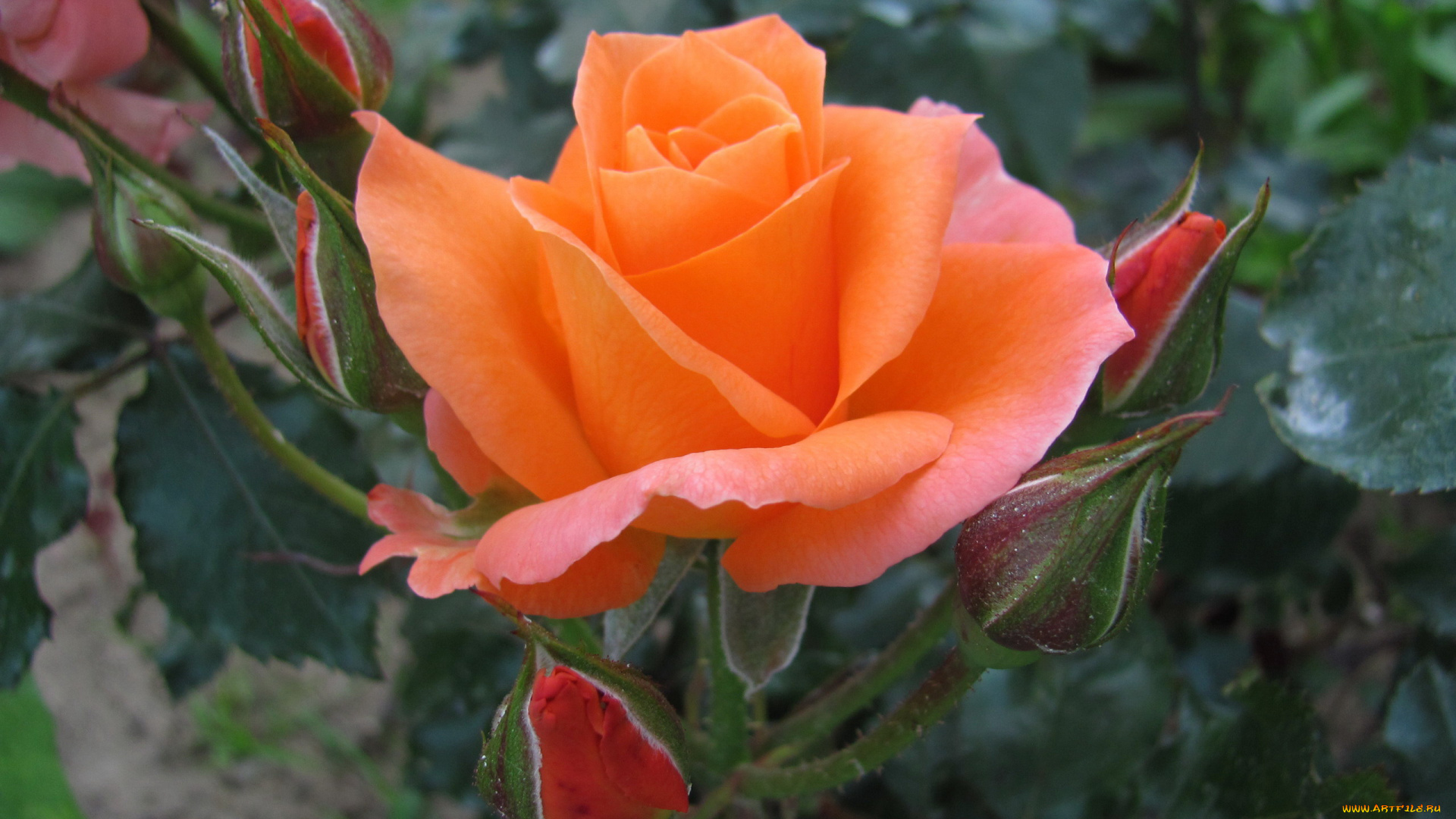 цветы, розы, бутоны, макро