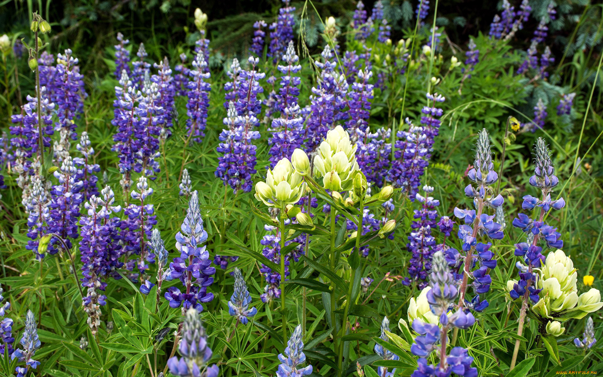 цветы, люпин, белый, лиловый