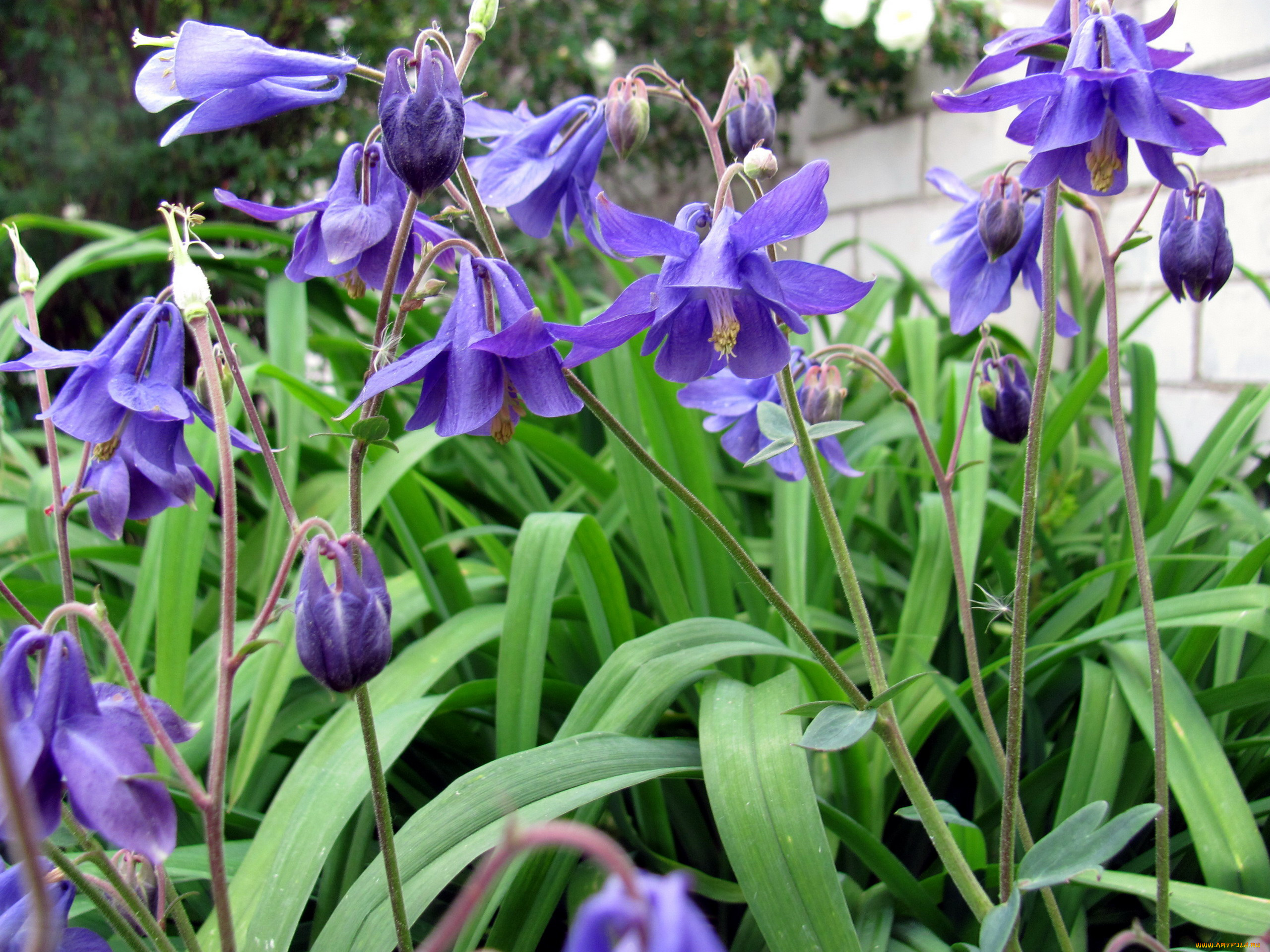 цветы, аквилегия, , водосбор, лиловая, аквилегия, макро