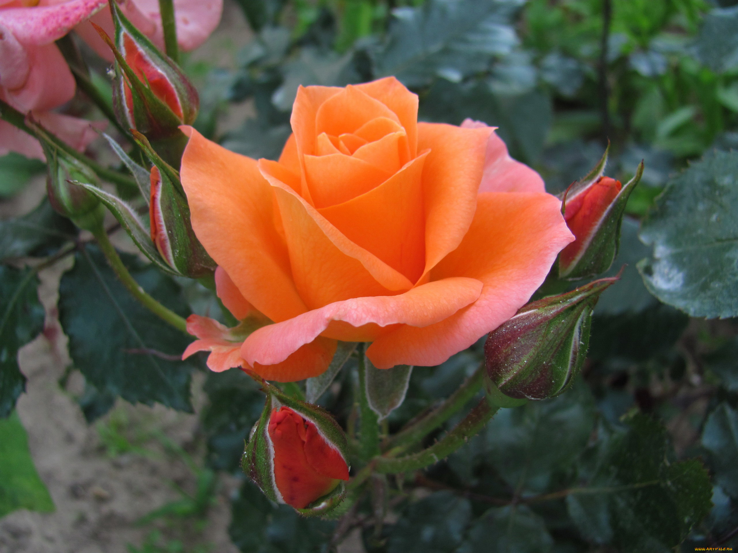 цветы, розы, бутоны, макро