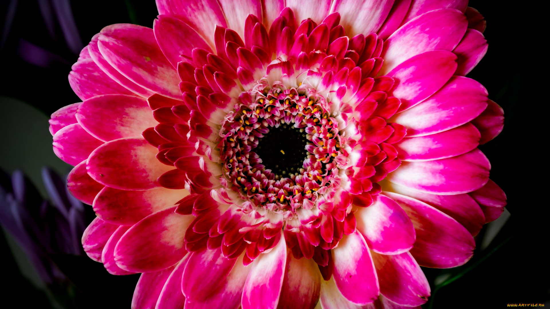 цветы, герберы, бело-розовая, гербера, макро