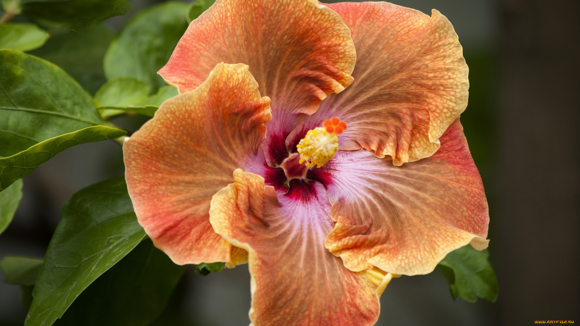 цветы, гибискусы, оранжевый, гибискус, макро