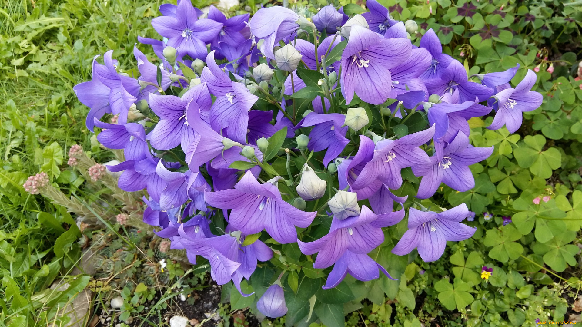 цветы, колокольчики, лиловые, зеленая, трава, кислица
