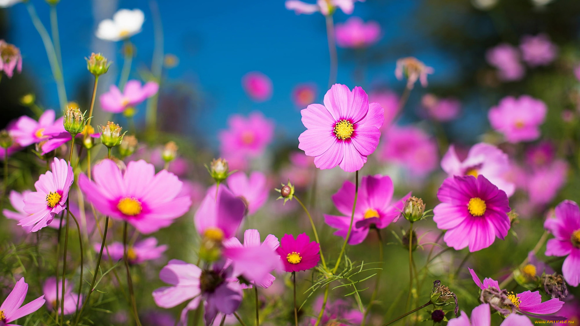 цветы, космея, розовая