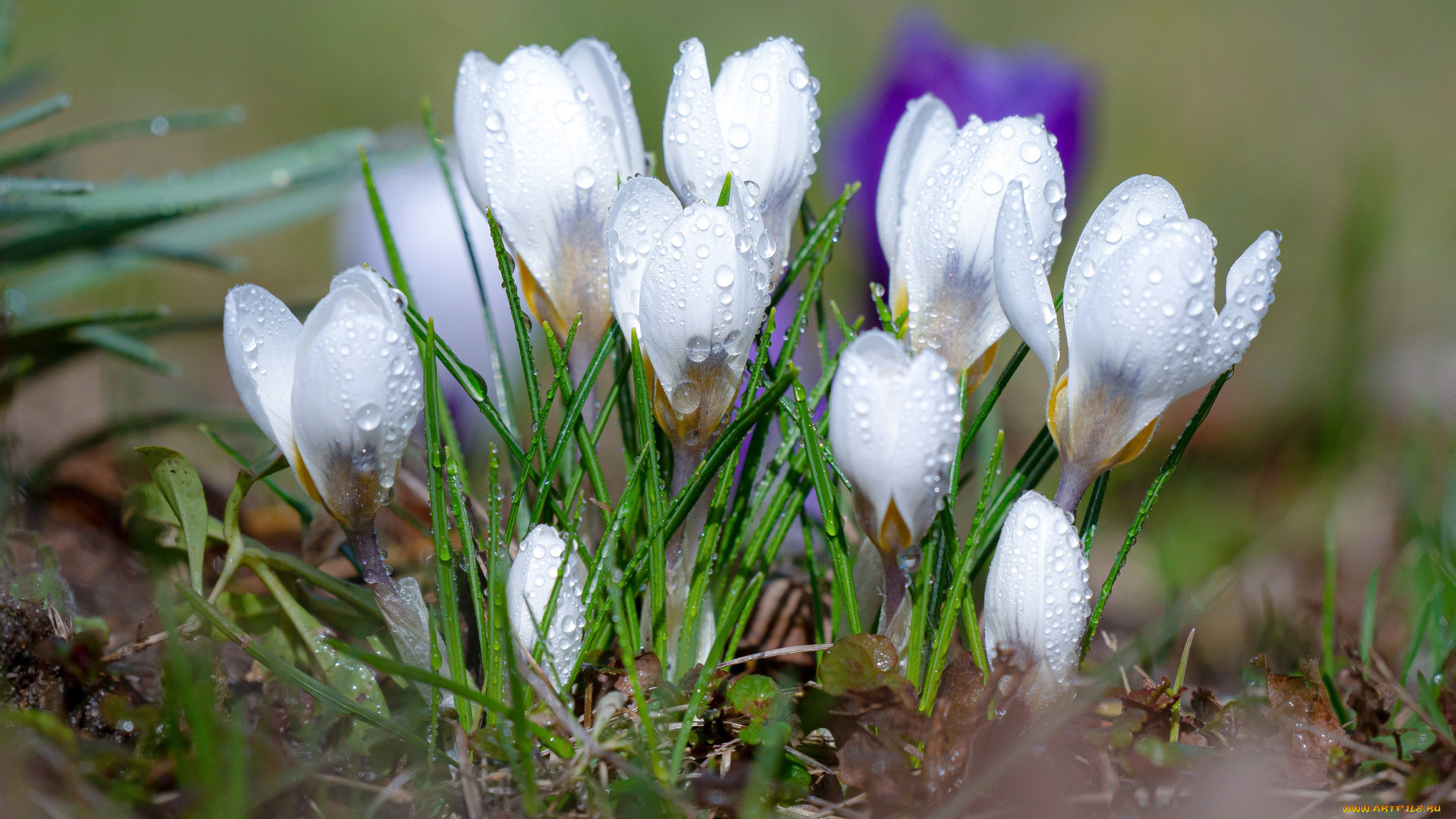 цветы, крокусы, белые, весна, капли