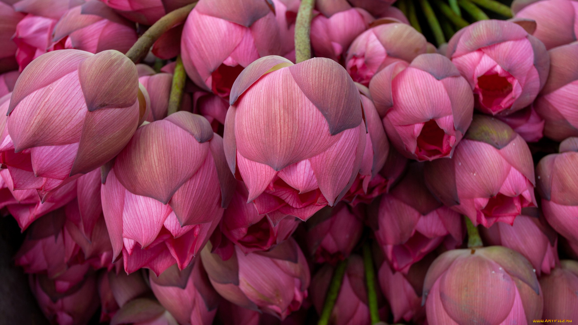 цветы, лотосы, розовые, много, бутоны