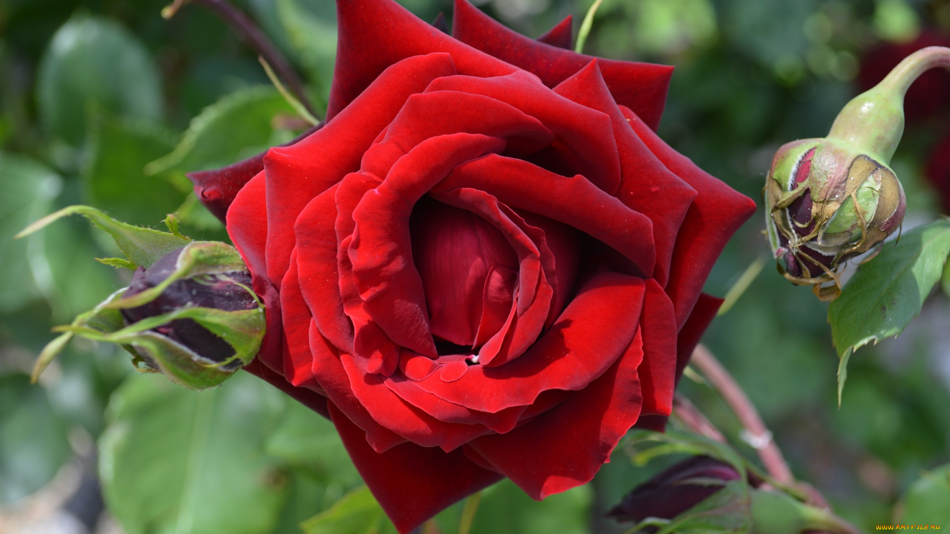 цветы, розы, бутоны, роза, алая, макро