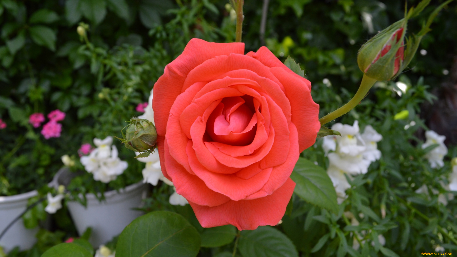 цветы, розы, персиковая, роза, бутон