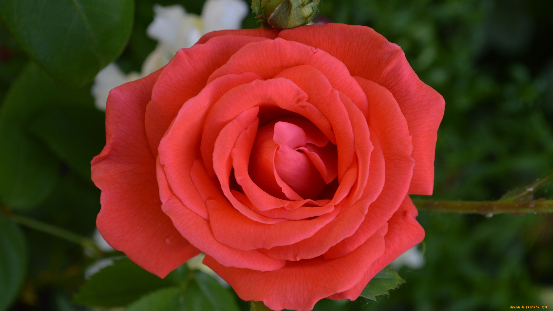 цветы, розы, персиковая, роза, макро