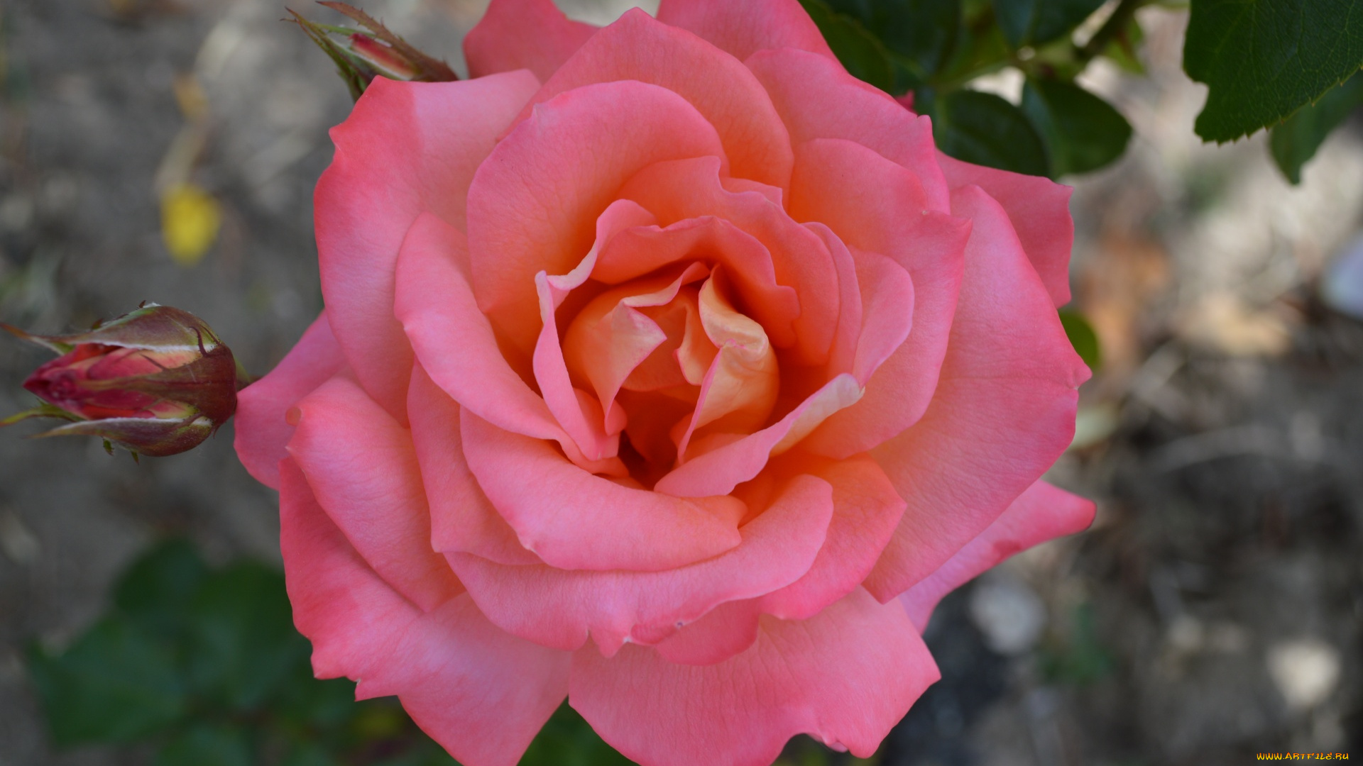 цветы, розы, розовая, роза, макро