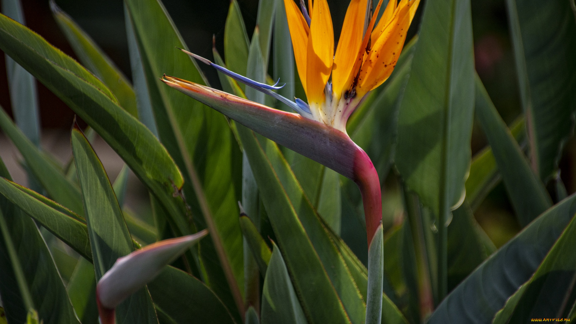 цветы, стрелиция, , райская, птица, экзотический, цветок