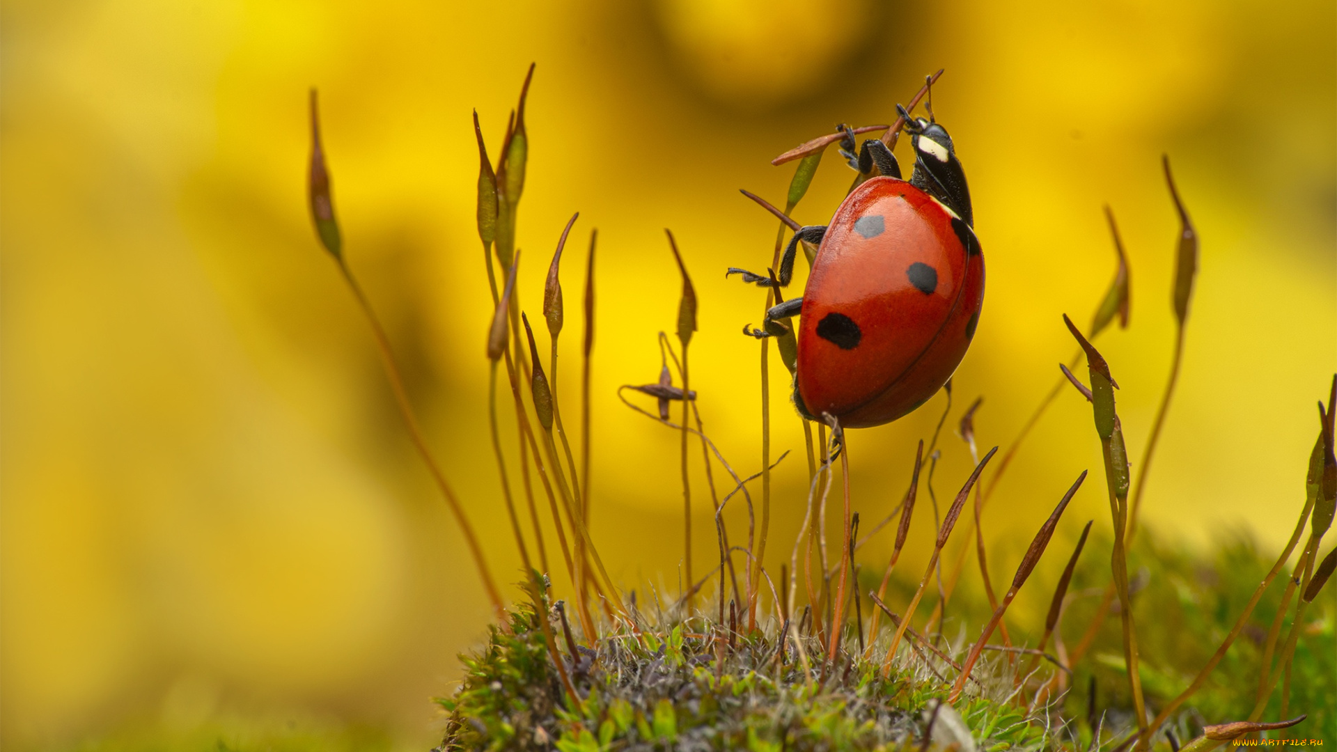 животные, божьи, коровки, божья, коровка