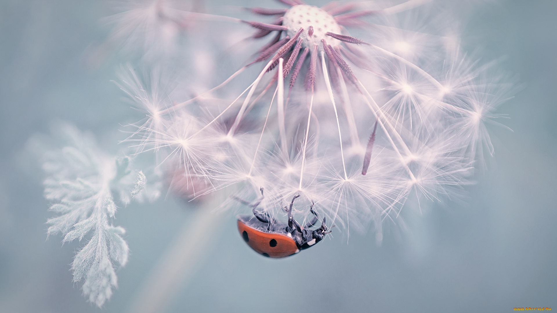 животные, божьи, коровки, божья, коровка, макро