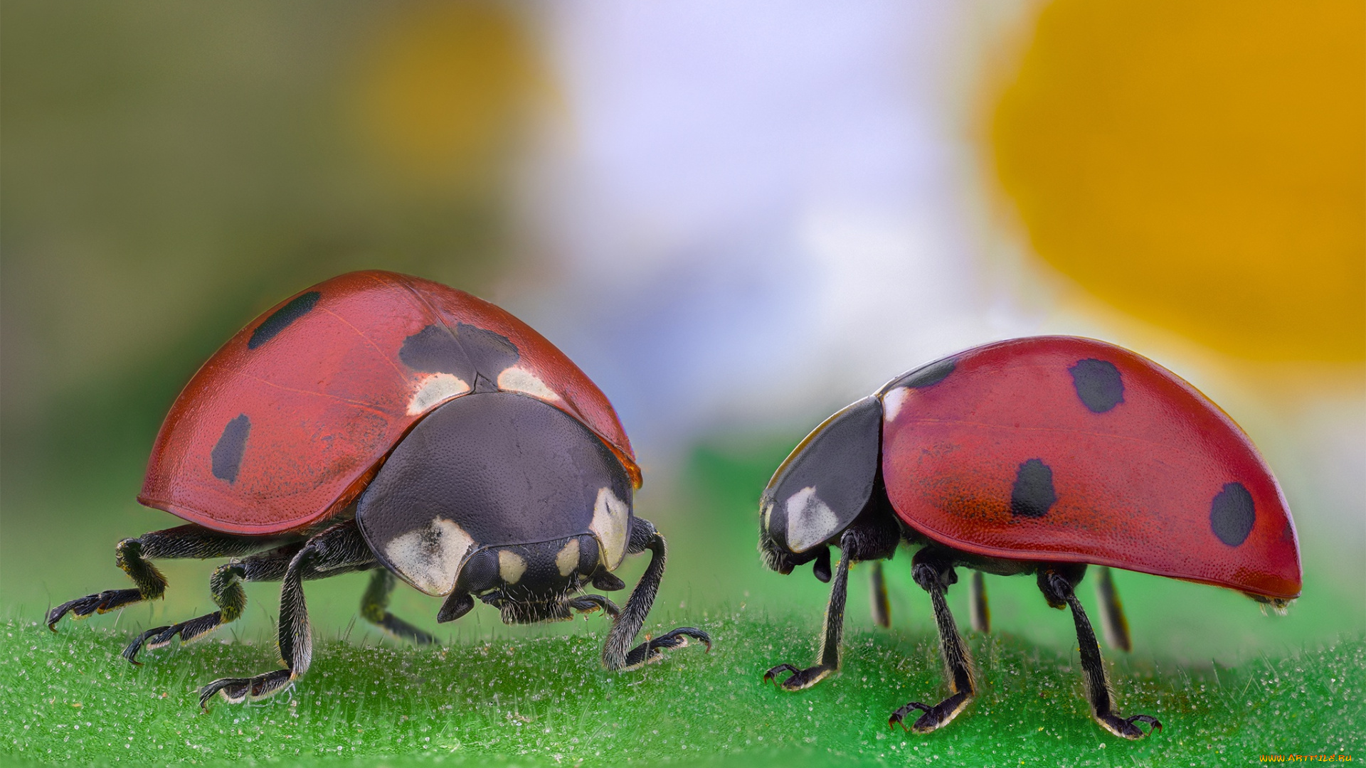 животные, божьи, коровки, божья, коровка, макро