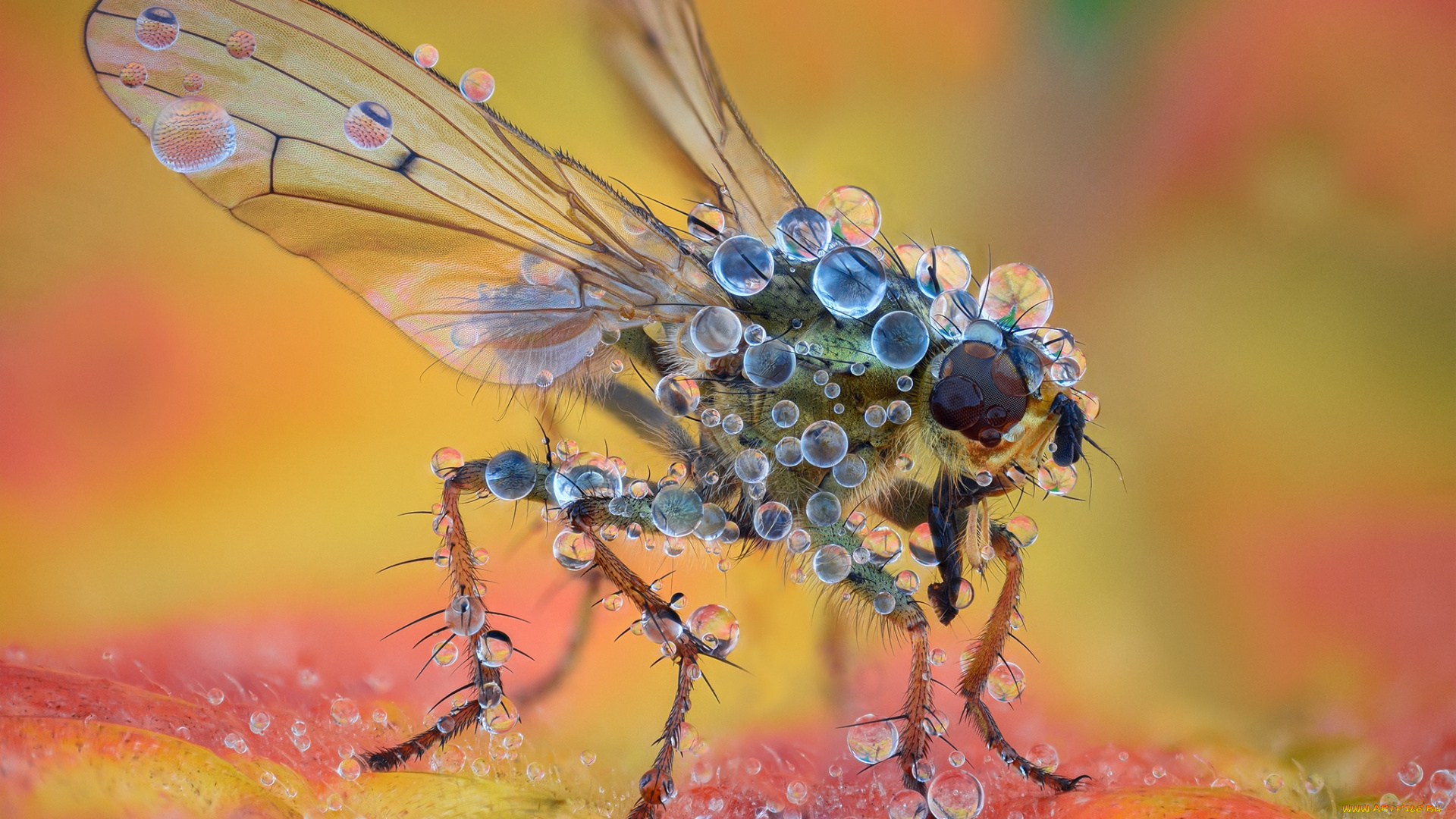 животные, насекомые, муха