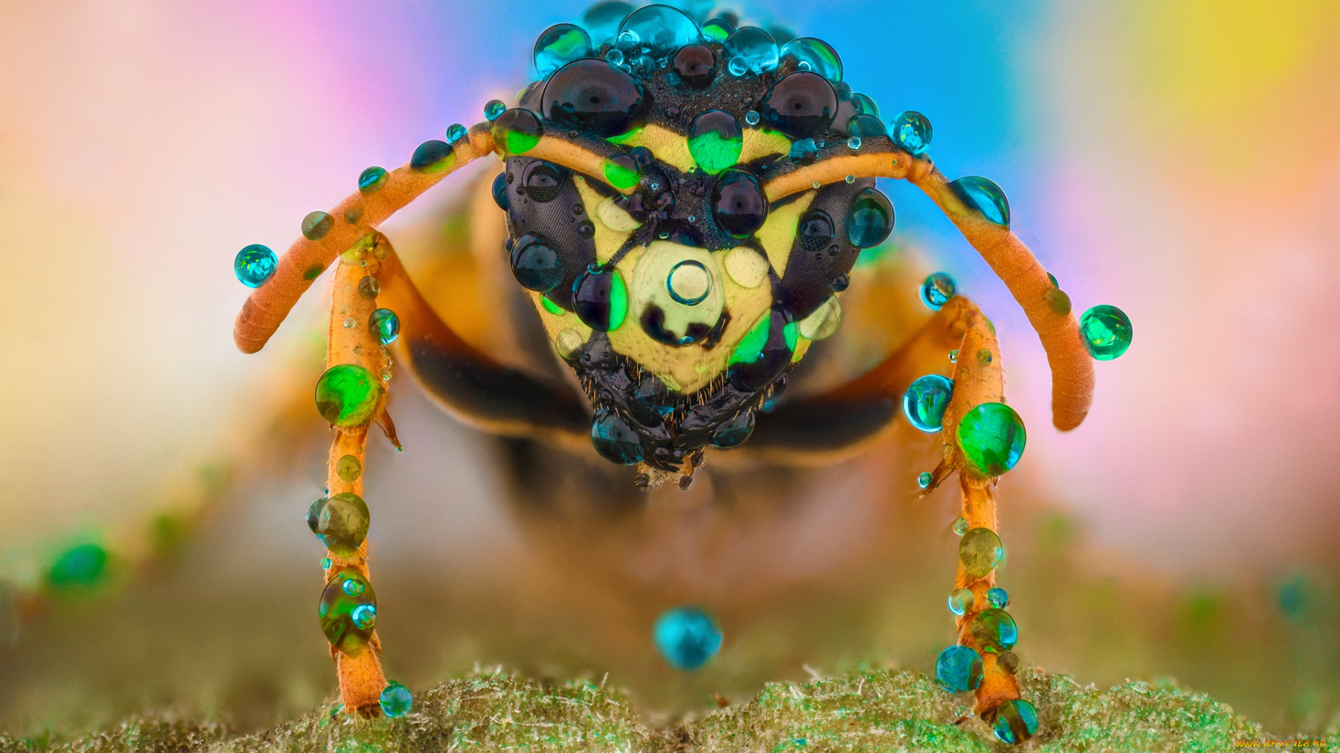 животные, пчелы, , осы, , шмели, оса