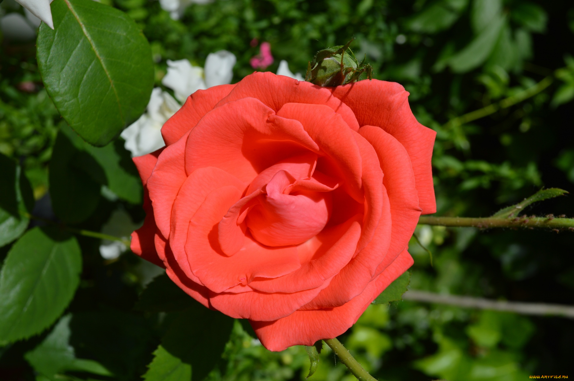 цветы, розы, персиковая, роза, макро