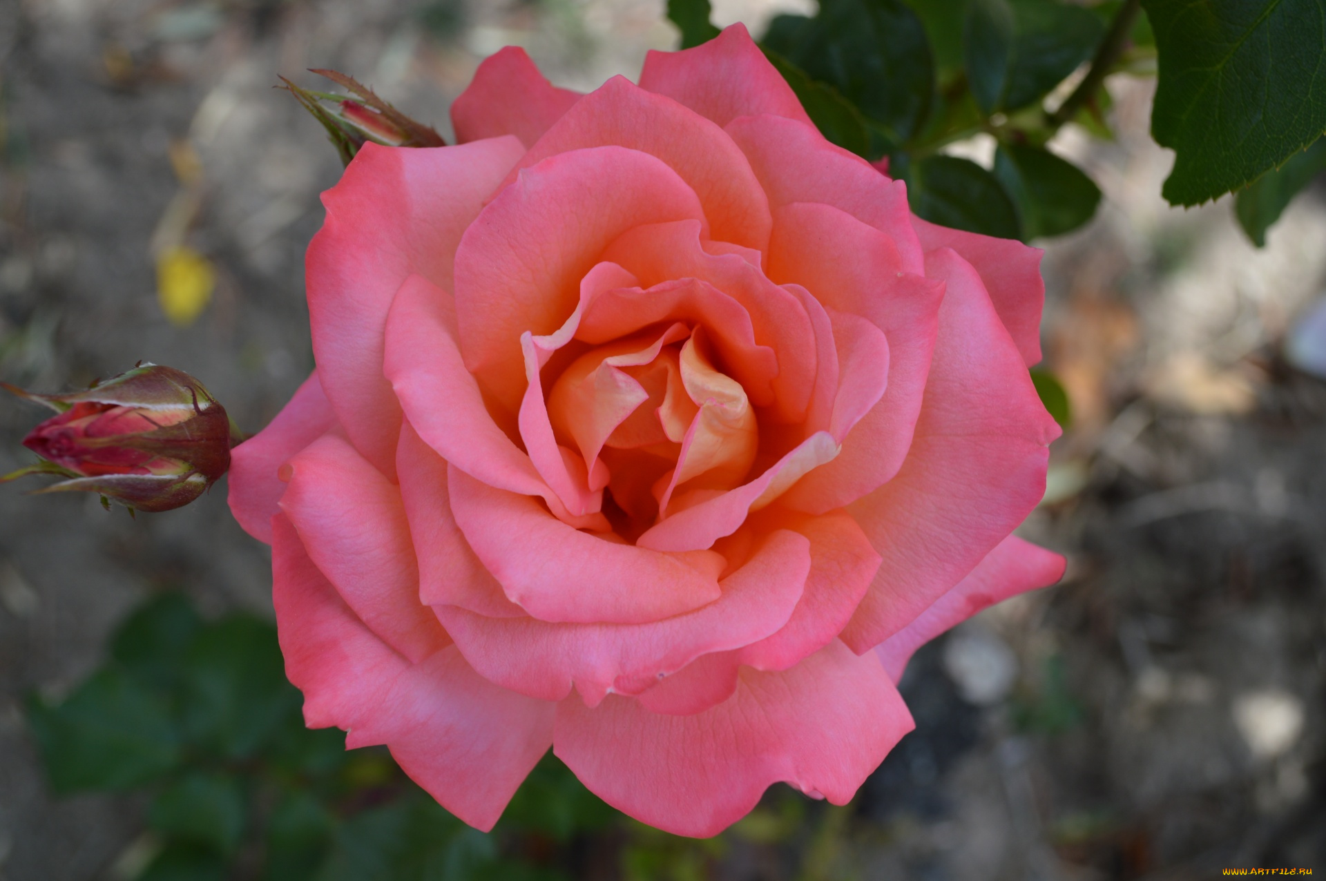 цветы, розы, розовая, роза, макро