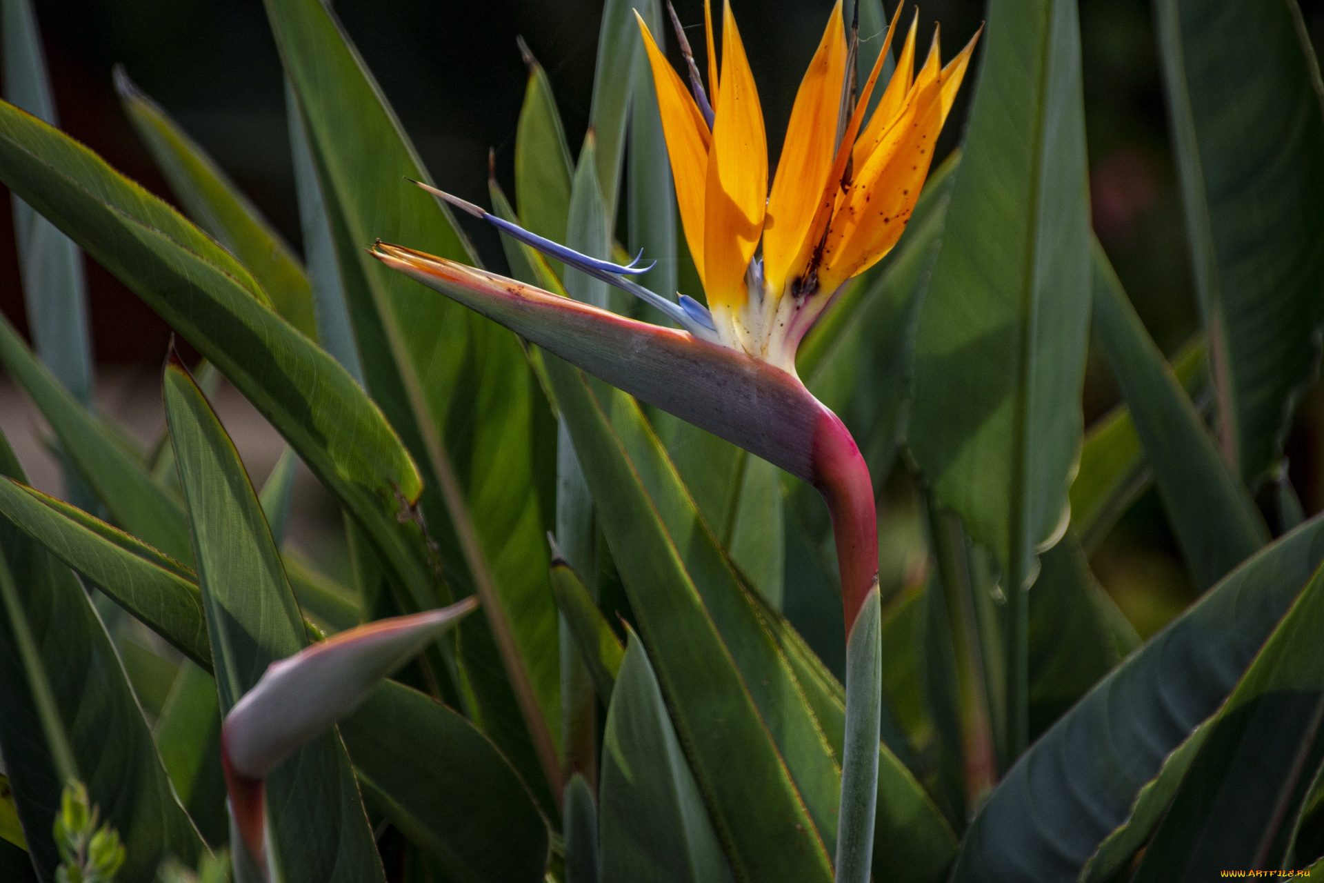 цветы, стрелиция, , райская, птица, экзотический, цветок