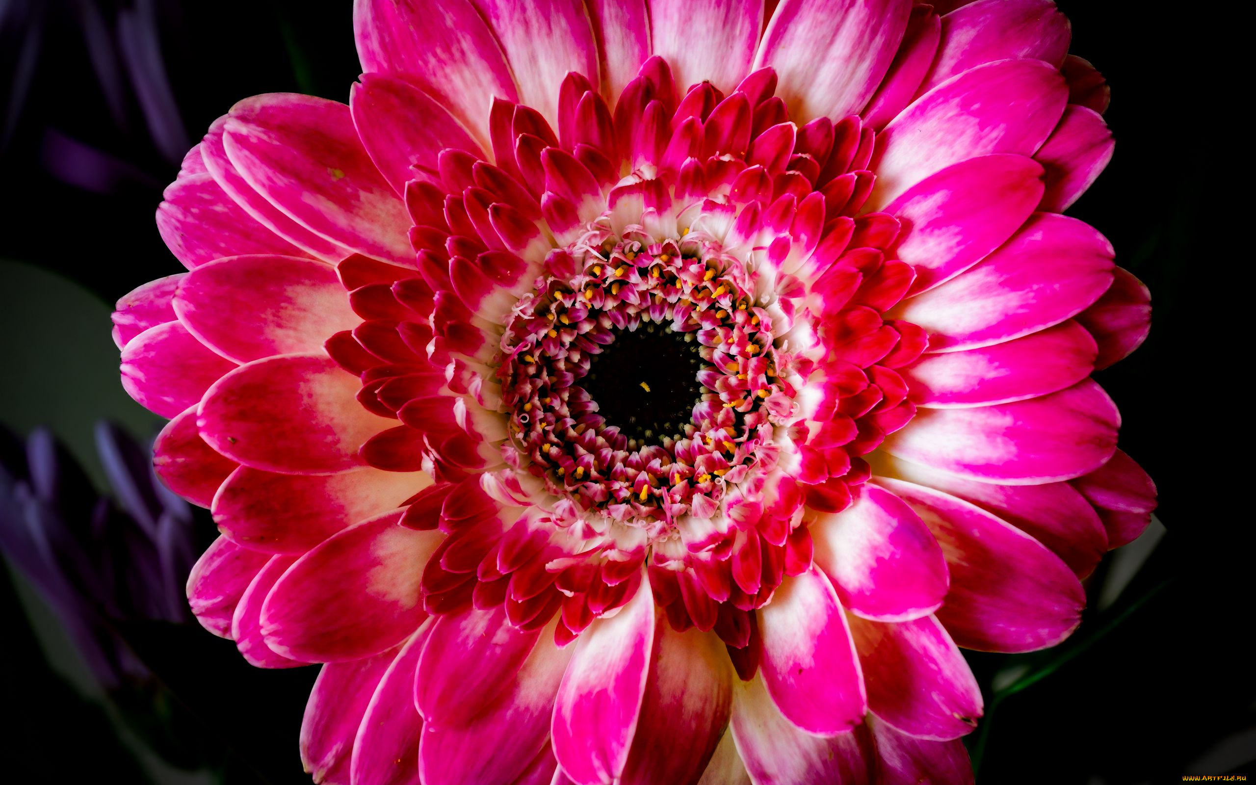 цветы, герберы, бело-розовая, гербера, макро