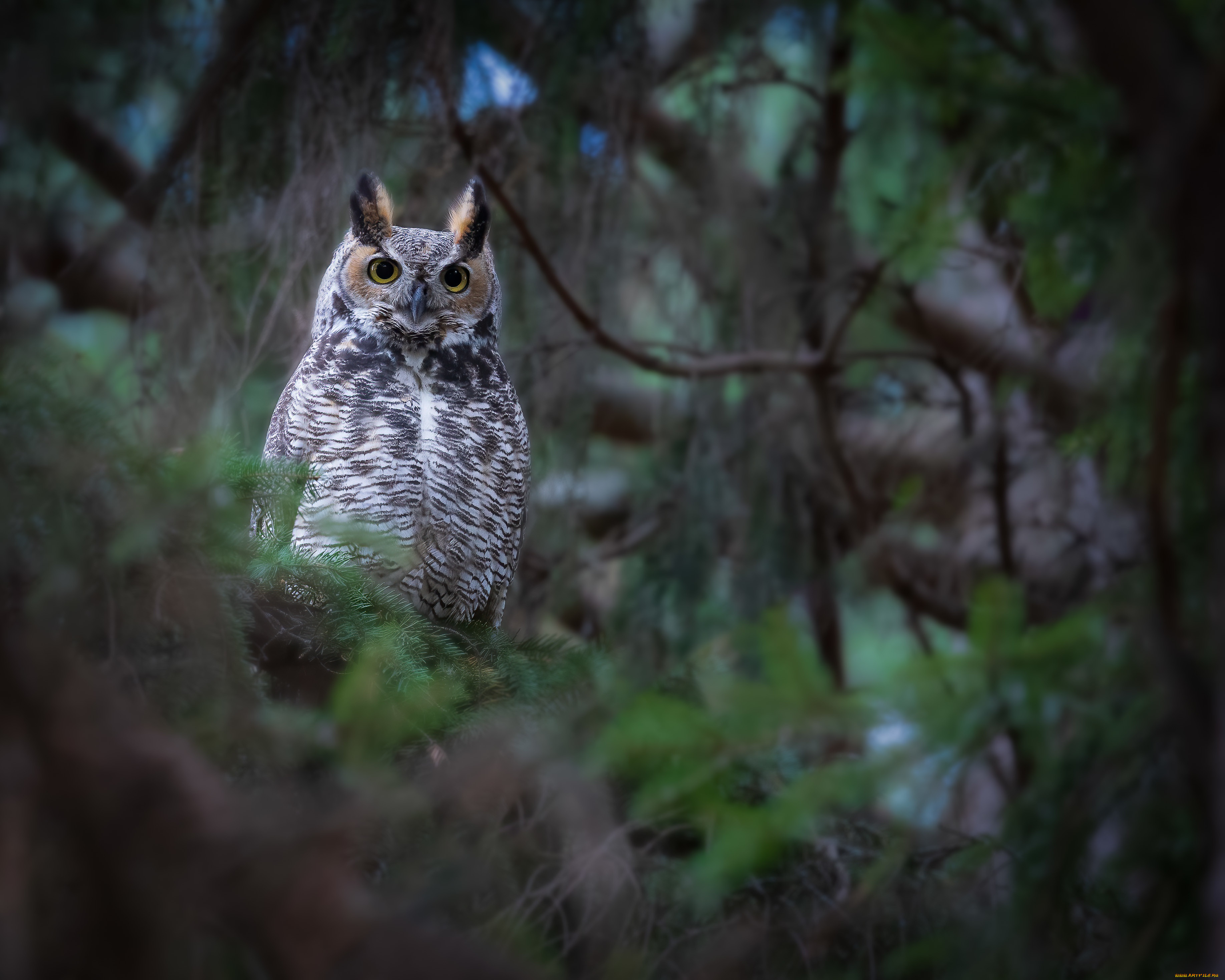 животные, совы, сова