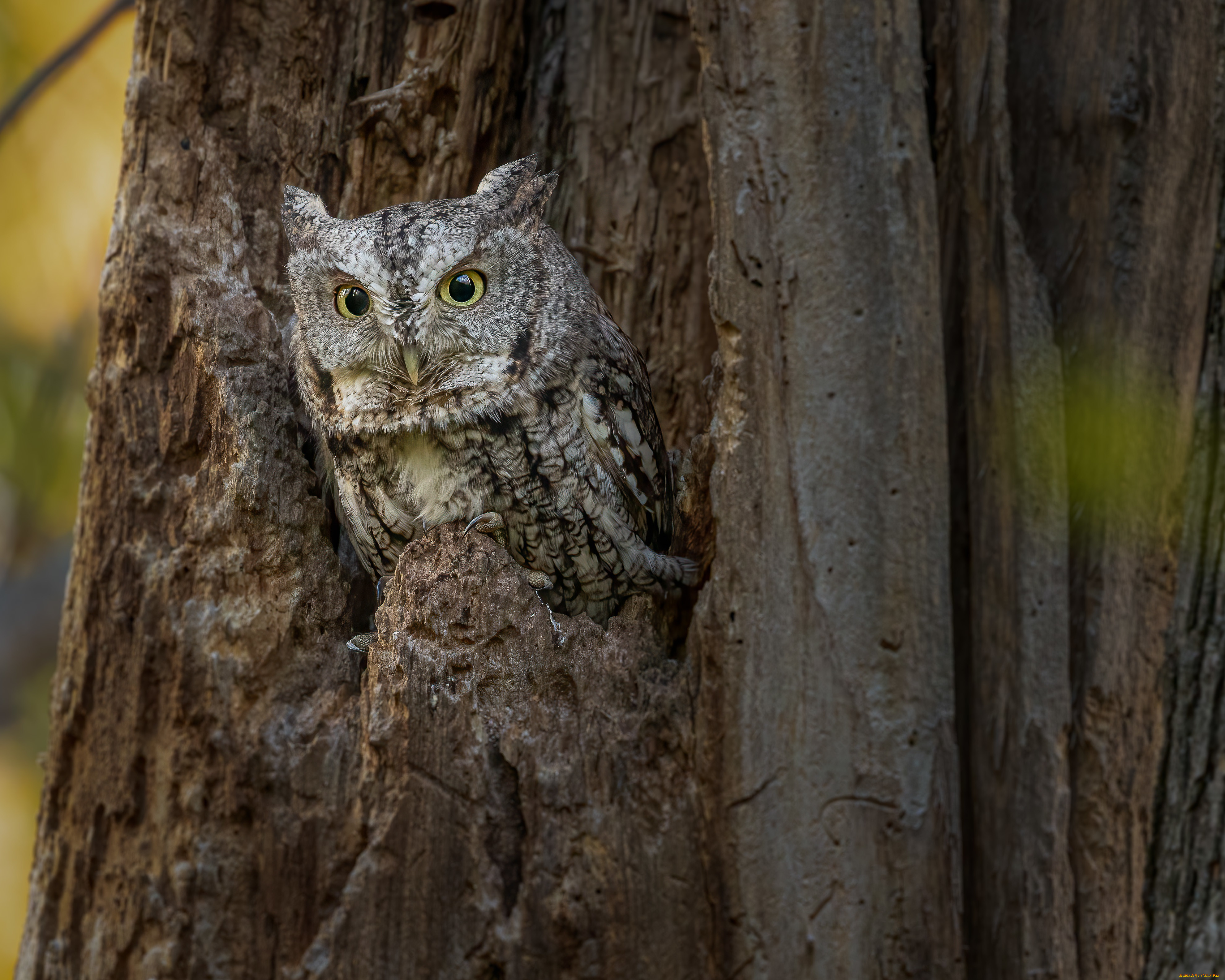животные, совы, сова
