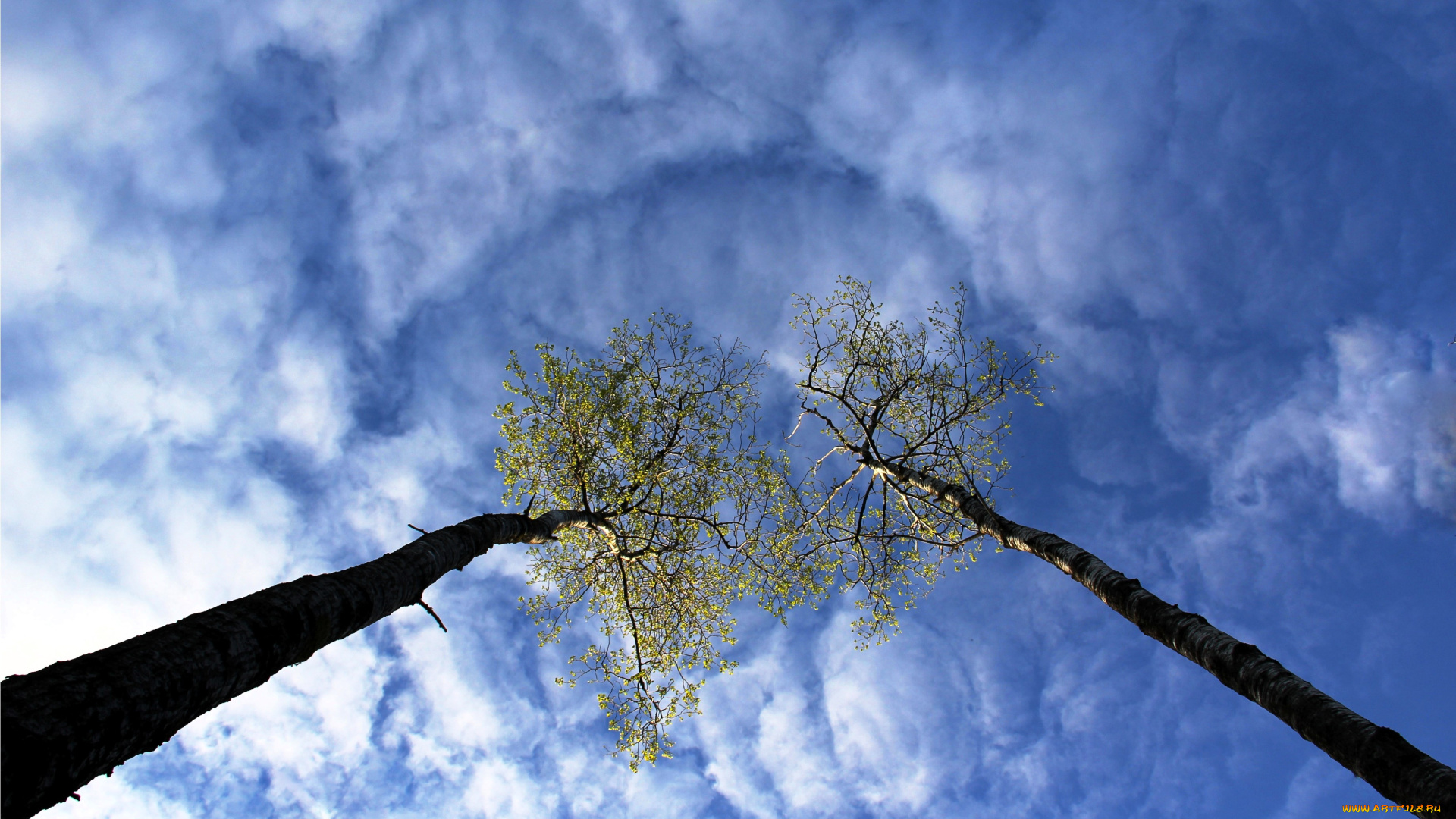 природа, деревья, небо, облака