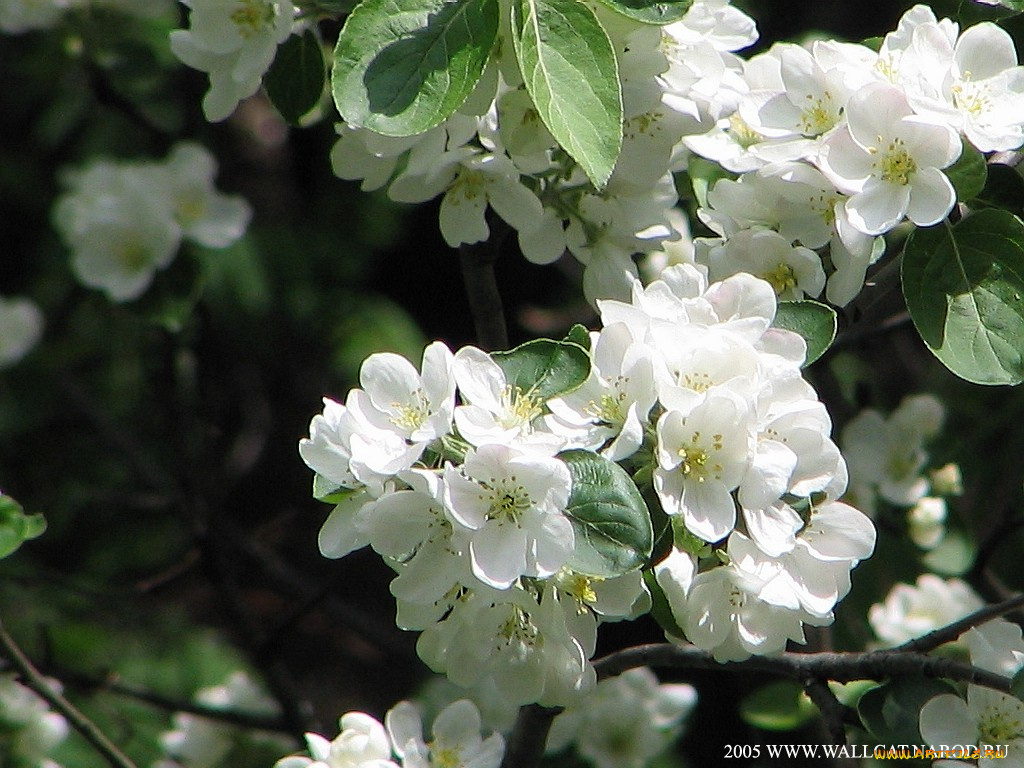 цветы, цветущие, деревья, кустарники