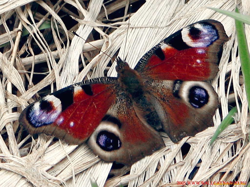 животные, бабочки