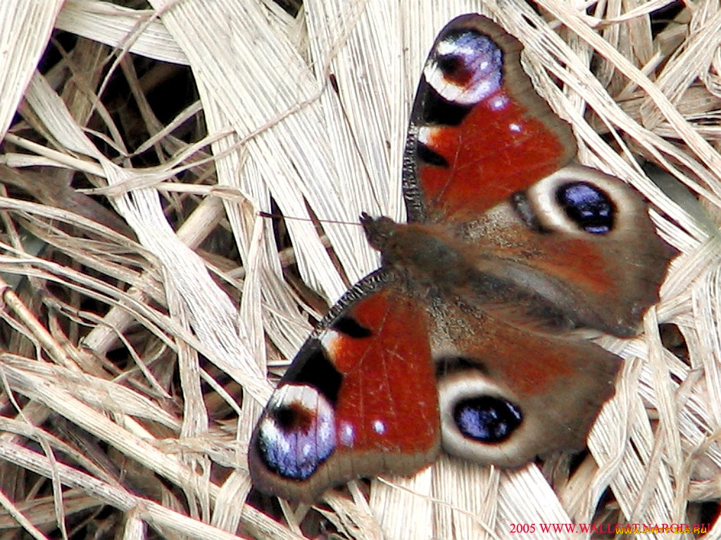 животные, бабочки