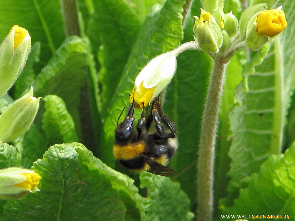 животные, пчелы, осы, шмели