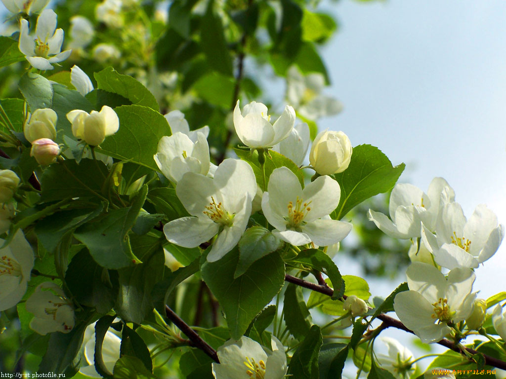 снова, весне, цветы, цветущие, деревья, кустарники
