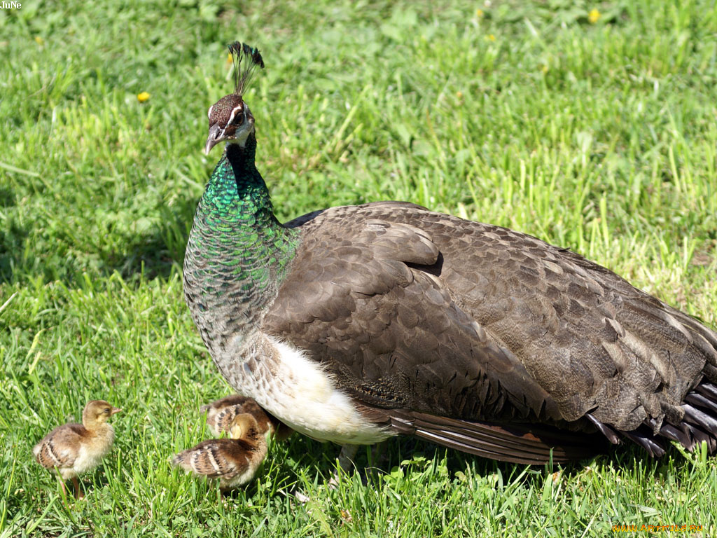 курочка, павлина, цыплятами, животные, павлины