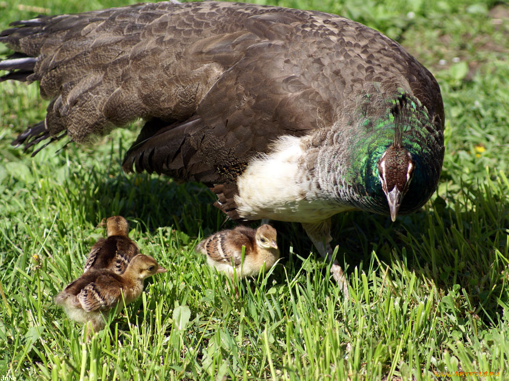 курочка, павлина, цыплятами, животные, павлины