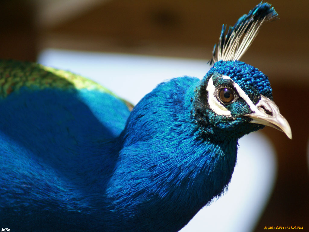 павлин, животные, павлины