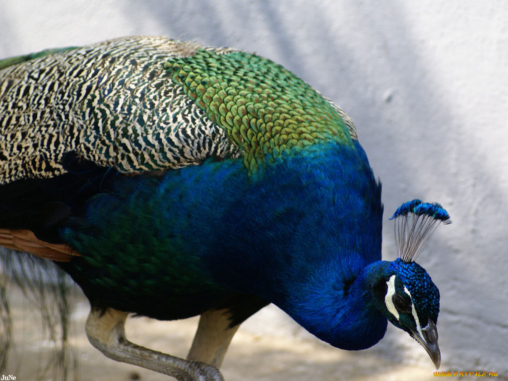 павлин, животные, павлины