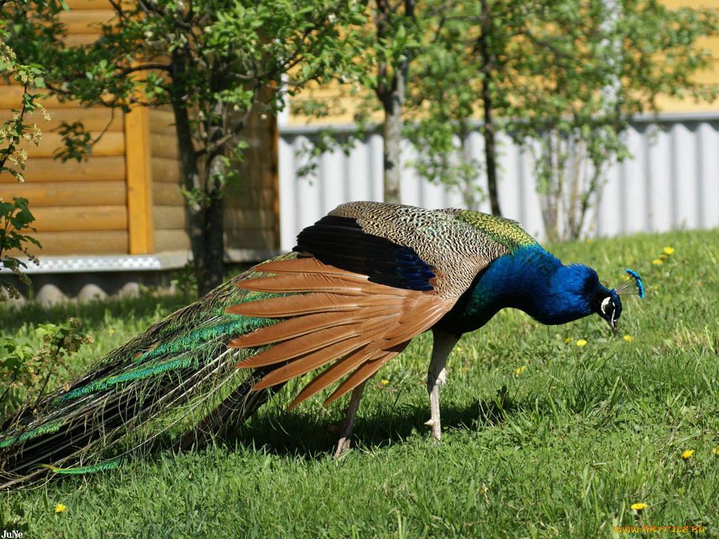 павлин, животные, павлины