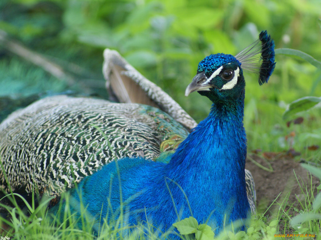 павлин, животные, павлины