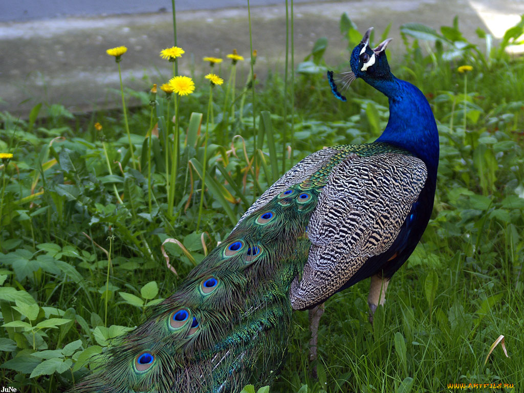 павлин, животные, павлины