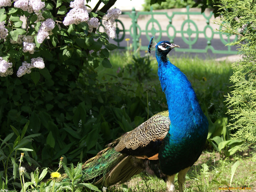 павлин, животные, павлины